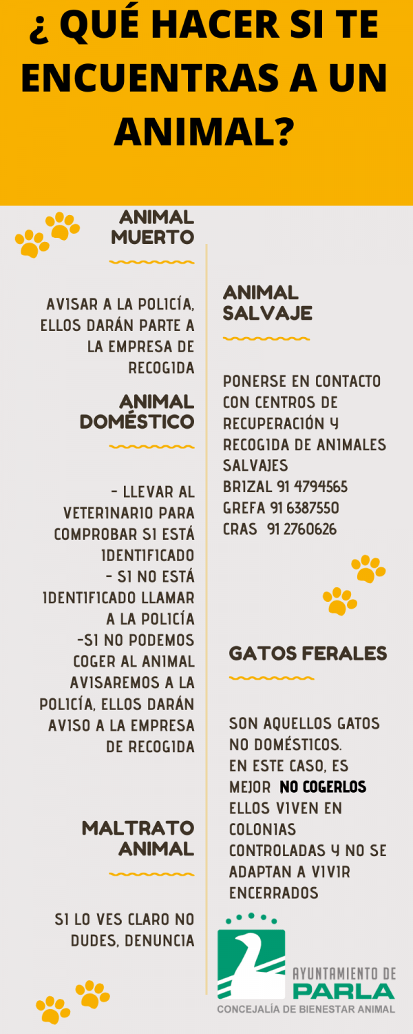 Cómo actuar si te encuentras a un animal - Universidad Rey Juan Carlos ...