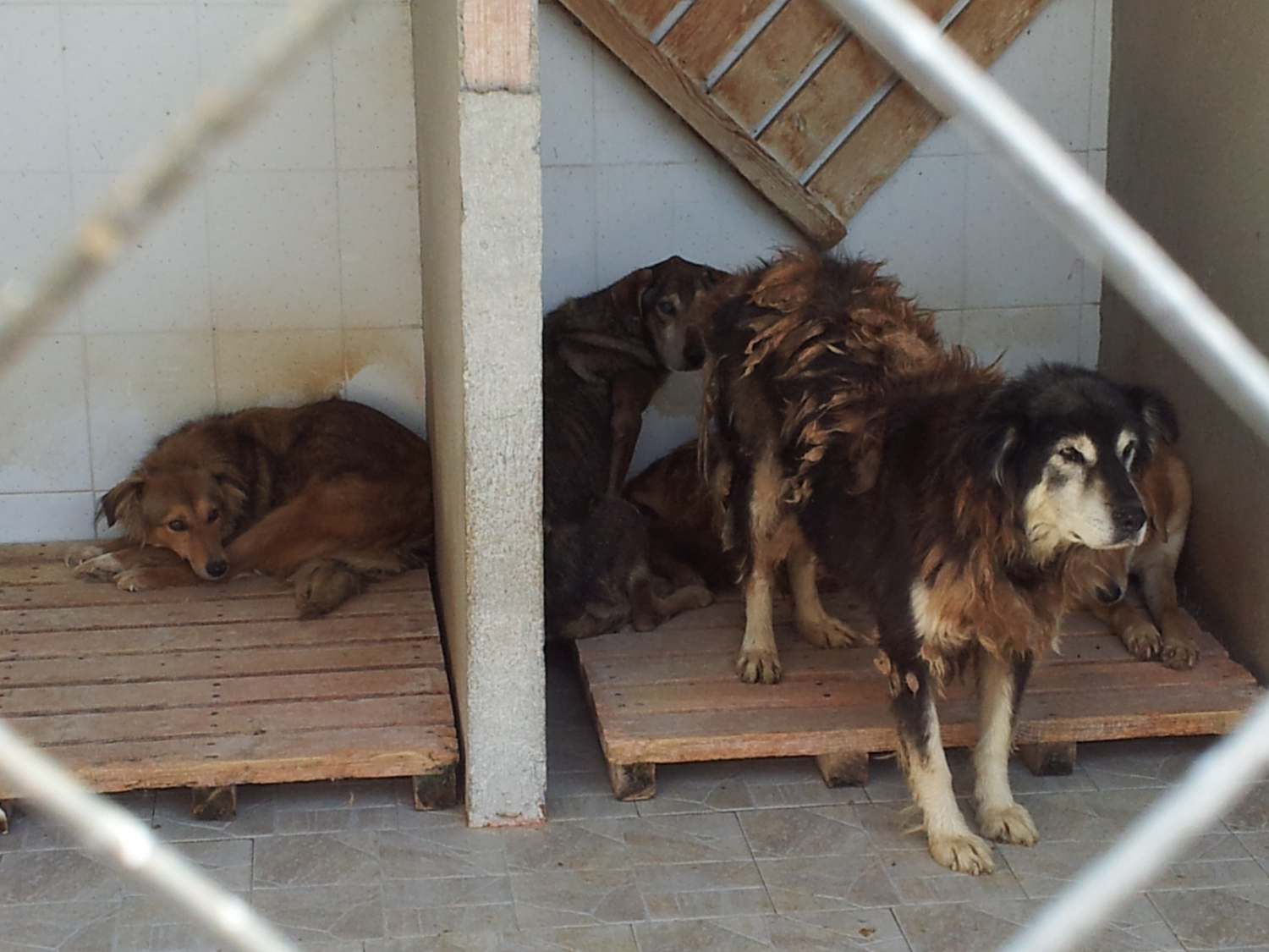 la-valoraci-n-del-bienestar-animal-en-centros-de-acogida-para-perros